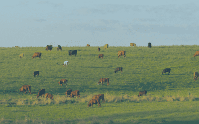 Farm Inheritance Disputes: Why They Happen and How to Avoid Them